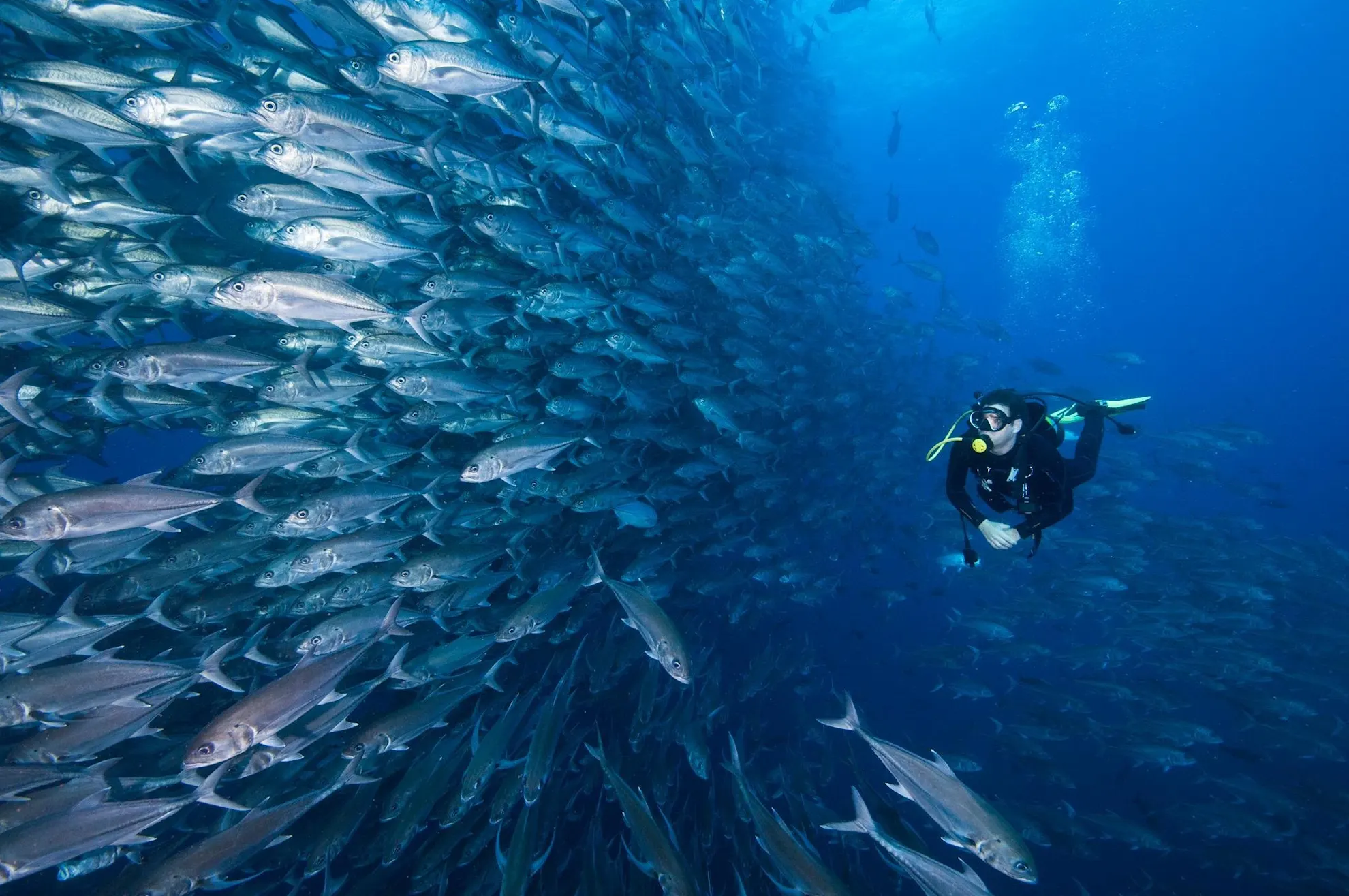 Scuba diver exploring a large school of fish